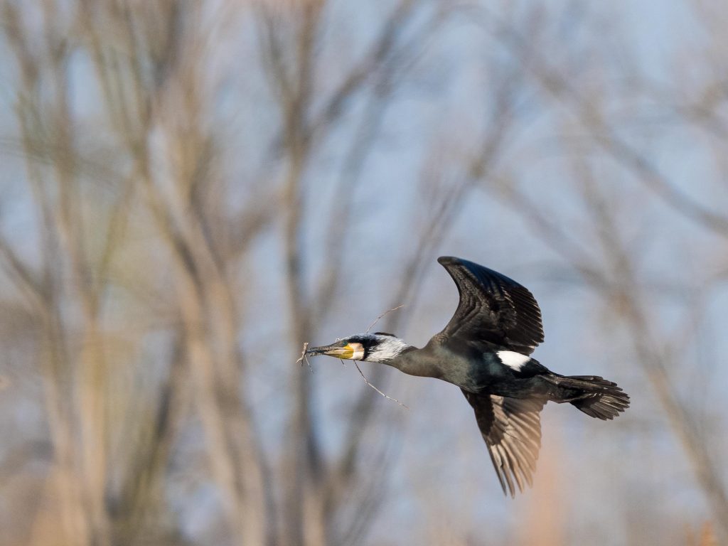 Kormoran mit Zweig