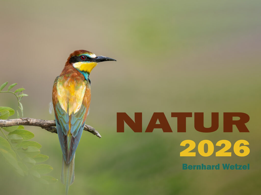 Deckblatt Wochenkalender 2026