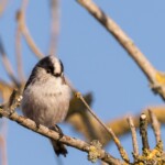 Schwanzmeise auf Ast