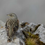 Alpenbraunelle auf Felsen