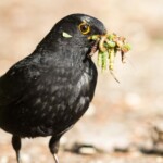 Amsel mit reicher Beute im Schnabel