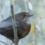 Amsel auf Weide im Winter