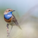 Blaukehlchen auf Zweig