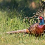 Fasan im Gras