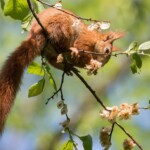 Eichhörnchen auf Ulme