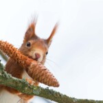 Eichhörnchen mit Fichtenzapfen im Mund