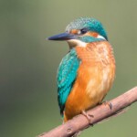 Eisvogel auf Ast