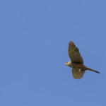 Turmfalke mit Feldmaus in den Fängen