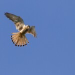 Turmfalke bei Rütteln