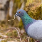 Felsentaube mit Zweig im Schnabel