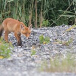 Jungfuchs auf Schotter