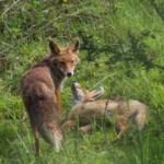 Fuchsfähe mit Jungfuchs