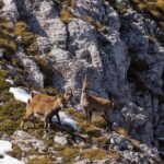 Alpensteinbock mit Nachwuchs