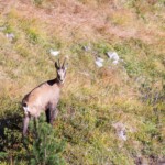 Gams auf Bergwiese