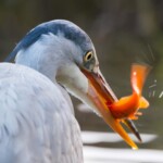 Graureiher mit Fisch im Schnabel