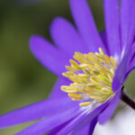 Balkan-Windröschen im Detail
