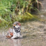 Haussperling beim Baden