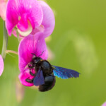 Violettflügelige Holzbiene auf Blüte