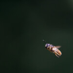 Wildbiene im Flug