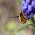 Wollschweber an Traubenhyazithe
