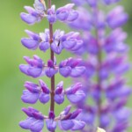 Blütenstand einer Vielblättrige Lupine