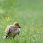 Kanadagansküken im Gras