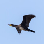 Kormoran im Flug