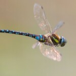 Blaugrüne Mosaikjungfer im Flug
