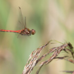 Heidelibelle im Flug
