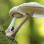 Pilze an Baumstamm