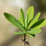 Wildbiene auf Seidelbast