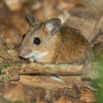 Waldmaus im Laub