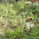 Mauswiesel im Gras