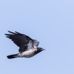 Nebelkrähe im Flug