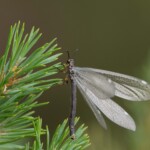 Ameisenjungfer an Kiefernzweig