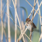 Rohrammer mit Raupe im Schnabel an Schilfhalm