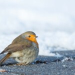 Rotkehlchen auf verschneitem Boden