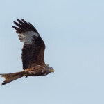 Rotmilan im Flug