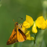 Dickkopffalter auf Blüte