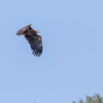 Seeadler im Flug