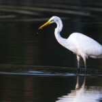 Silberreiher im Wasser