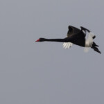 Trauerschwan im Flug