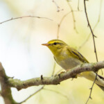 Waldlaubsänger auf Ast