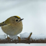 Wintergoldhähnchen auf verschneitem Ast